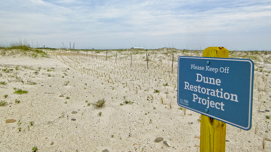 Gulf State Park Dune Restoration